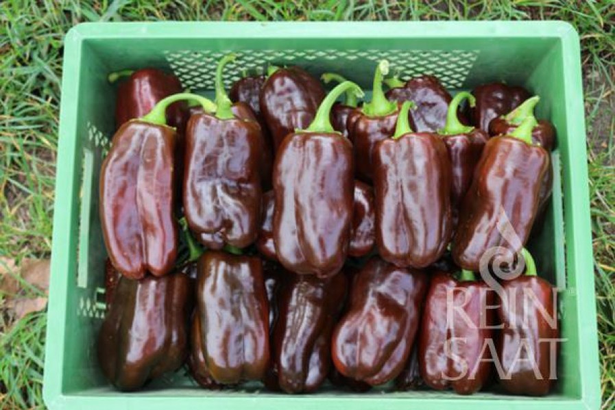 cv105_paprika sweet_chocolate